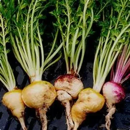 Radici di maca di diversi colori